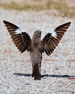 Northern Mockingbird.  Courtesy Manjithkaini - Wikimedia Commons